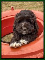 Kenzie Dansby 7 week old 171