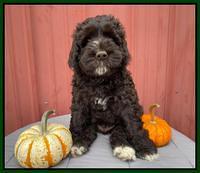 Kenzie Dansby 7 week old 181