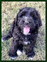 Kenzie Dansby 7 week old 2463