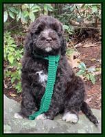 Kenzie Dansby 8 week old 11