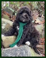 Kenzie Dansby 8 week old 21