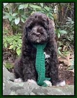 Kenzie Dansby 8 week old 41