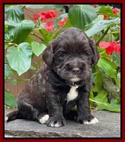 Kenzie Dansby 3 week old 171