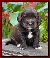 Kenzie Dansby 3 week old 181