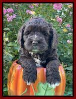 Kenzie Dansby 5 week old 151