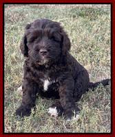 Kenzie Dansby 6 week old 151