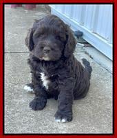 Kenzie Dansby 6 week old 181