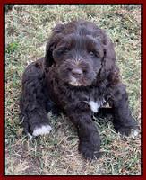 Kenzie Dansby 6 week old 191