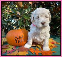 Kenzie Dansby 4 week old 201