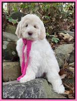 Kenzie Dansby 8 week old 1800