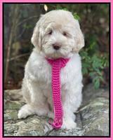 Kenzie Dansby 8 week old 5800