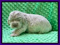 Kenzie Dansby 2 week old 231