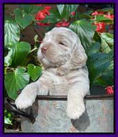 Kenzie Dansby 3 week old 311