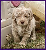 Kenzie Dansby 6 week old 341