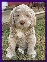 Kenzie Dansby 6 week old 361