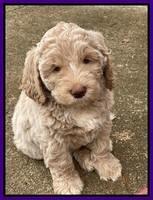 Kenzie Dansby 7 week old 391