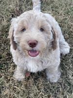 Kenzie Dansby 7 week old 5463
