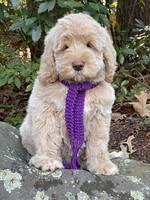 Kenzie Dansby 8 week old 148000