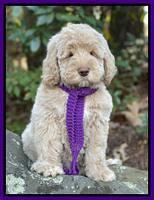 Kenzie Dansby 8 week old 168000