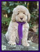 Kenzie Dansby 8 week old 188000