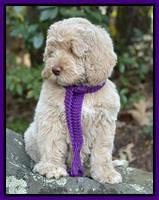 Kenzie Dansby 8 week old 198000