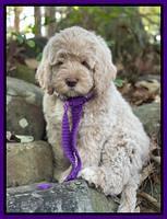 Kenzie Dansby 8 week old 218000