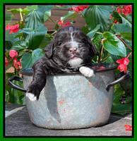 Kenzie Dansby 3 week old 361