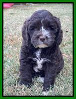 Kenzie Dansby 6 week old 431