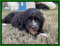 Kenzie Dansby 7 week old 251