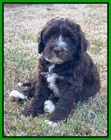 Kenzie Dansby 7 week old 261