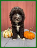 Kenzie Dansby 7 week old 281