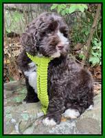 Kenzie Dansby 8 week old 111