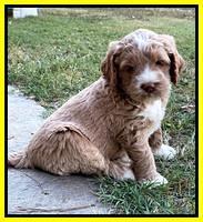 Kenzie Dansby 5 week old 441