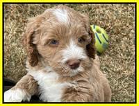 Kenzie Dansby 6 week old 521
