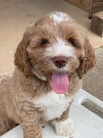 Kenzie Dansby 7 week old 11463