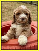 Kenzie Dansby 7 week old 431