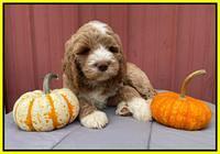 Kenzie Dansby 7 week old 451