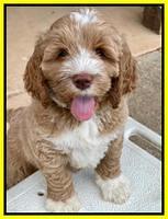 Kenzie Dansby 7 week old 9463