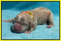 Kenzie Dansby pups newborn 181