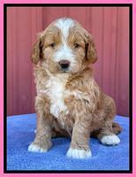 Kenzie Flynn pups 4 wks old 10!