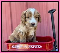 Kenzie Flynn pups 4 wks old 7!