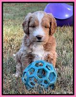 Kenzie Flynn pups 5 wks old 71