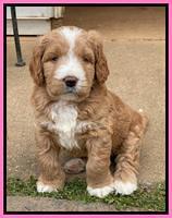 Kenzie Flynn pups 5 wks old 81