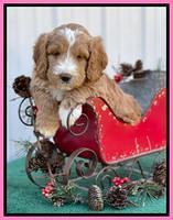 Kenzie Flynn pups 6 wks old 121