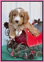 Kenzie Flynn pups 6 wks old 131