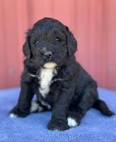 Kenzie Flynn pups 4 wks old 14!