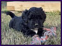 Kenzie Flynn pups 5 wks old 121
