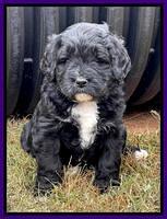 Kenzie Flynn pups 5 wks old 141