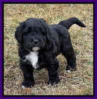 Kenzie Flynn pups 5 wks old 151