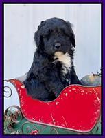 Kenzie Flynn pups 6 wks old 141
